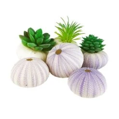 Natural Sea Urchin Purple Sea Shells, 2" - 3", Pack Of 72 Pcs -Home Decoration Discount purple white sea urchin shells vfss0401 03 plants