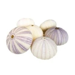 Natural Sea Urchin Purple Sea Shells, 2" - 3", Pack Of 72 Pcs -Home Decoration Discount purple white sea urchin shells vfss0401 03p
