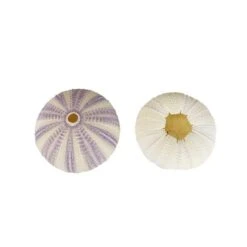 Natural Sea Urchin Purple Sea Shells, 2" - 3", Pack Of 72 Pcs -Home Decoration Discount purple white sea urchin shells vfss0401 03p f b