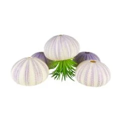 Natural Sea Urchin Purple Sea Shells, 2" - 3", Pack Of 72 Pcs -Home Decoration Discount purple white sea urchin shells vfss0401 03p jellyfish