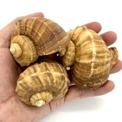 Natural Brown Rampana Sea Shells, 2" - 3", Pack Of 50 Pcs -Home Decoration Discount sea shells vfss0102 03 3