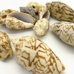 22 Lbs Tan White Voluta Sea Shells, 1.8" - 3" (Approximately 400 Pcs) -Home Decoration Discount sea shells vfss0104 00 2