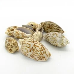 22 Lbs Tan White Voluta Sea Shells, 1.8" - 3" (Approximately 400 Pcs)