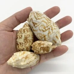 22 Lbs Tan White Voluta Sea Shells, 1.8" - 3" (Approximately 400 Pcs) -Home Decoration Discount sea shells vfss0104 00 3