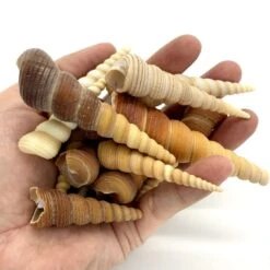 22 Lbs - Brow Cream Terebra Cone Sea Shells, 1.5" - 3" (Approximately 1300 Pcs) -Home Decoration Discount sea shells vfss0105 00 2
