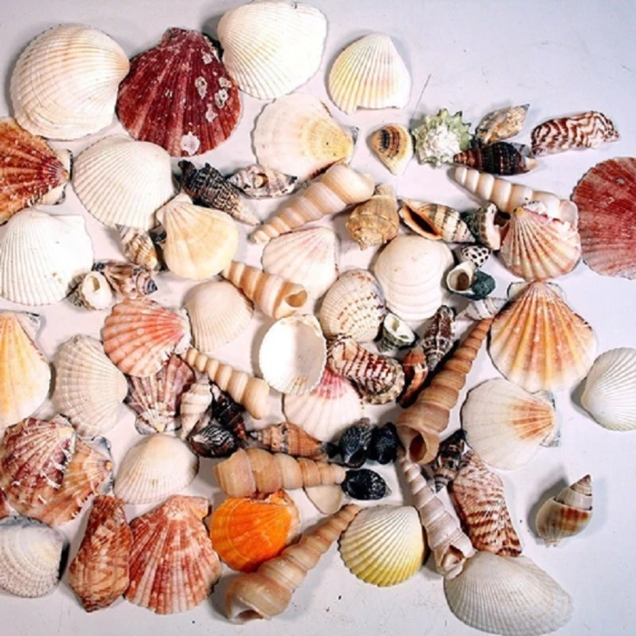 19.2 Lbs Natural Mixed Shells In Bulseta Bag Bowl Vase Fillers (Approximately 1200 Pcs) 1 19.2 Lbs Natural Mixed Shells In Bulseta Bag Bowl Vase Fillers (Approximately 1200 Pcs)