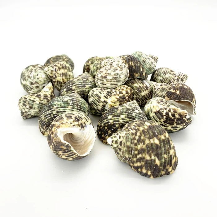 22 Lbs Green Stripe Turbo Sea Shells, 1.5" - 2" (Approximately 300 Pcs) 1 22 Lbs Green Stripe Turbo Sea Shells, 1.5" - 2" (Approximately 300 Pcs)
