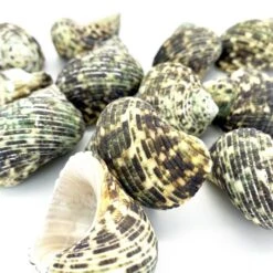 22 Lbs Green Stripe Turbo Sea Shells, 1.5" - 2" (Approximately 300 Pcs) 8 22 Lbs Green Stripe Turbo Sea Shells, 1.5" - 2" (Approximately 300 Pcs) -Home Decoration Discount seashells1 2