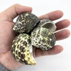22 Lbs Green Stripe Turbo Sea Shells, 1.5" - 2" (Approximately 300 Pcs) 9 22 Lbs Green Stripe Turbo Sea Shells, 1.5" - 2" (Approximately 300 Pcs) -Home Decoration Discount seashells1 3