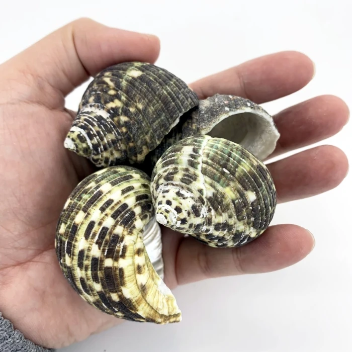 22 Lbs Green Stripe Turbo Sea Shells, 1.5" - 2" (Approximately 300 Pcs) 4 22 Lbs Green Stripe Turbo Sea Shells, 1.5" - 2" (Approximately 300 Pcs) - Image 4