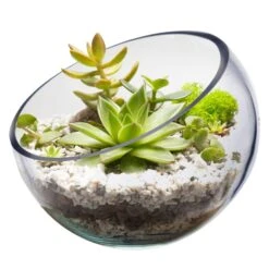 Glass Slant Cut Pod Terrarium Bowl, H-6.25" X 6.75", 9" X 10" (Wholesale 8 PCS/Case) 5 Glass Slant Cut Pod Terrarium Bowl, H-6.25" X 6.75", 9" X 10" (Wholesale 8 PCS/Case) -Home Decoration Discount slant cut tilted bowl gcu064 1