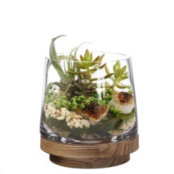 Case Of 6 - Glass Tapered Terrarium Vase With Wood Base, H-6" W-5.5" -Home Decoration Discount terrarium taped up vases wood base gch230 06 40687.1663253029.1280.1280