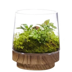 Case Of 6 - Glass Tapered Terrarium Vase With Wood Base, H-8" W-6" -Home Decoration Discount terrarium taped up vases wood base gch230 08 93243.1663192390.1280.1280