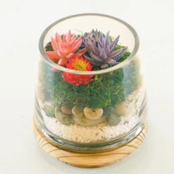 Case Of 6 - Glass Tapered Terrarium Vase With Wood Base, H-6" W-5.5" -Home Decoration Discount terrarium taper up vase wood base gch230 06 plant.1000 96906.1663172891.1280.1280