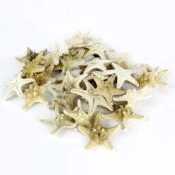 Case Of 4 - Natural White Knobby Textured Starfish, 1"-2" (Wholesale 120 PCS/Case) -Home Decoration Discount vfsf01 02 1 1