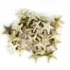 Case Of 4 - Natural White Knobby Textured Starfish, 1"-2" (Wholesale 120 PCS/Case)