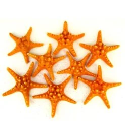 Case Of 4 - Sunset Orange Knobby Textured Starfish, 5"-7" (Wholesale 48 PCS/Case)