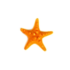Case Of 4 - Sunset Orange Knobby Textured Starfish, 5"-7" (Wholesale 48 PCS/Case) -Home Decoration Discount vfsf01 05or