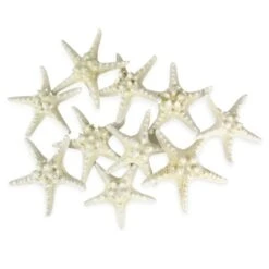 Case Of 4 - White Knobby Textured Starfish, 5"-7" (Wholesale 48 PCS/Case)