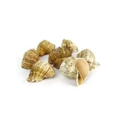 Natural Brown Rampana Sea Shells, 2" - 3", Pack Of 50 Pcs -Home Decoration Discount vfss0102 03