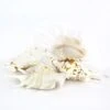 Case Of 100 - White Lambis Spider Conch Sea Shells, 4" - 4.5"