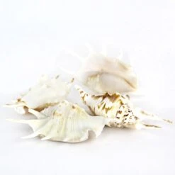 Case Of 100 - White Lambis Spider Conch Sea Shells, 4" - 4.5"
