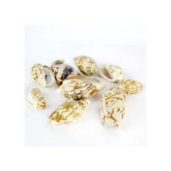22 Lbs Tan White Voluta Sea Shells, 1.8" - 3" (Approximately 400 Pcs) -Home Decoration Discount vfss0104 00