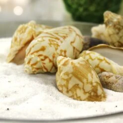 22 Lbs Tan White Voluta Sea Shells, 1.8" - 3" (Approximately 400 Pcs) -Home Decoration Discount vfss0104 00 4