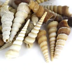 22 Lbs - Brow Cream Terebra Cone Sea Shells, 1.5" - 3" (Approximately 1300 Pcs) -Home Decoration Discount vfss0105 00 3