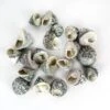 22 Lbs - Grey Striped Stellatus Sea Shells, 1.5" - 3" (Approximately 1000 Pcs)
