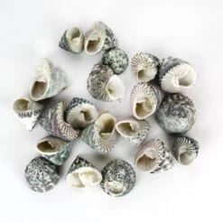 22 Lbs - Grey Striped Stellatus Sea Shells, 1.5" - 3" (Approximately 1000 Pcs)