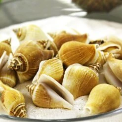 22 Lbs - Creamy Brown Strombus Canarium Sea Shells, 2"-2.75" -Home Decoration Discount vfss0107 00 2