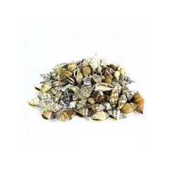 22 Lbs - Creamy Brown Strombus Canarium Sea Shells, 2"-2.75" (Approximately 600 Pcs)