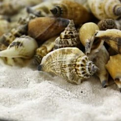 22 Lbs - Creamy Brown Strombus Canarium Sea Shells, 2"-2.75" (Approximately 600 Pcs) -Home Decoration Discount vfss0108 00 4