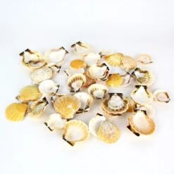 Case Of 22 Lbs - Light Cream Brown Orange Pecten Vexillium Fan Sea Shells, 1" - 2" (Approximately 1700 Pcs)