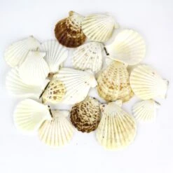 22 Lbs - Cream Brown Pecten Vexillum Fan Sea Shells, 2.5" - 3.25" (Approximately 550 Pcs)