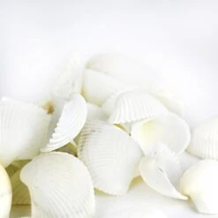 26 Lbs - White Arca Ovalis Blood Ark Clam Sea Shells, 1" - 2" (Approximately 2160 Pcs) -Home Decoration Discount vfss0301 00 3