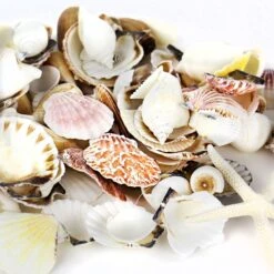 19.2 Lbs Mixed Sea Shells With Bleached Finger Starfish (Approximately 1260 Pcs)