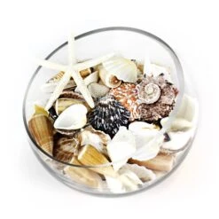 19.2 Lbs Mixed Sea Shells With Bleached Finger Starfish (Approximately 1260 Pcs) -Home Decoration Discount vfss2001 00 3
