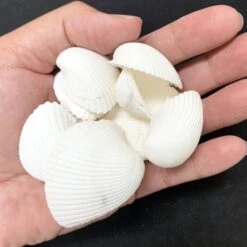 26 Lbs - White Arca Ovalis Blood Ark Clam Sea Shells, 1" - 2" (Approximately 2160 Pcs) -Home Decoration Discount white sea shells vfss0301 00 1